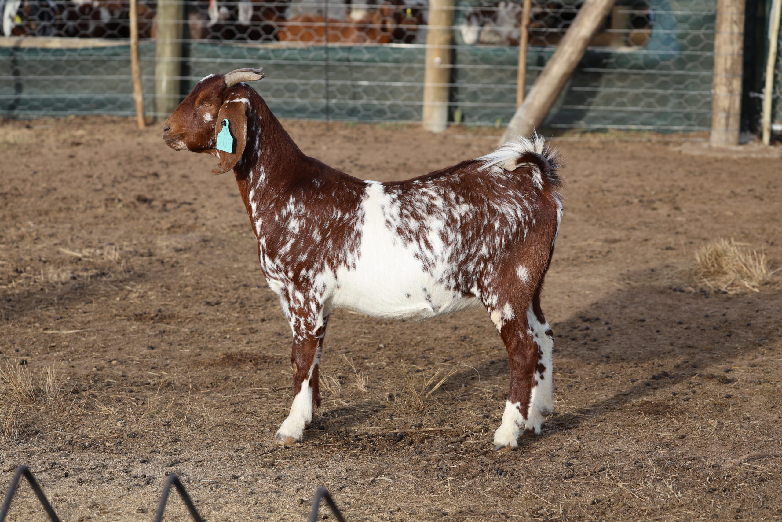 Lob Ear Goats 10