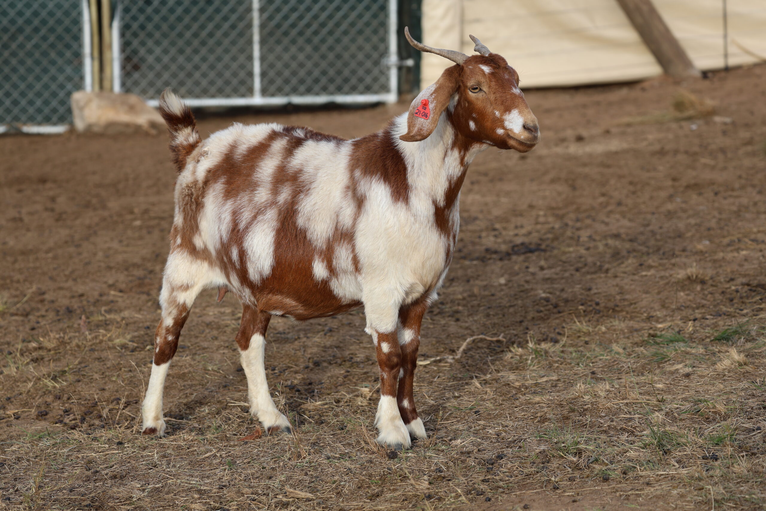 Lob Ear Goats 4
