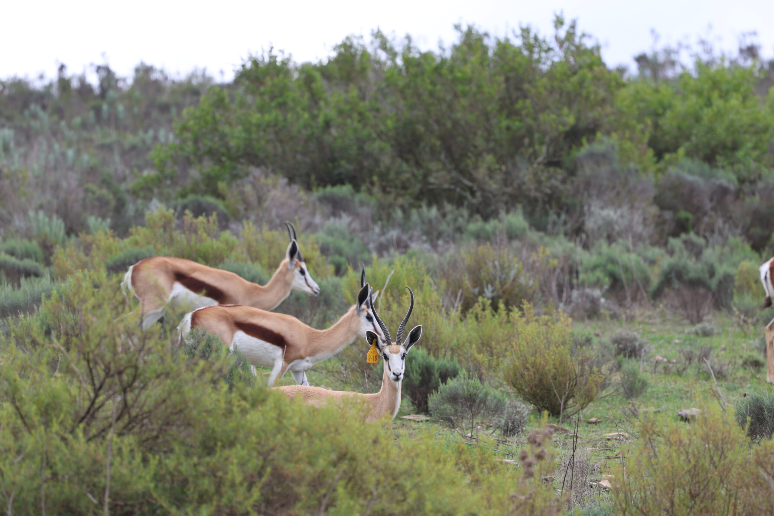 Springbuck 12