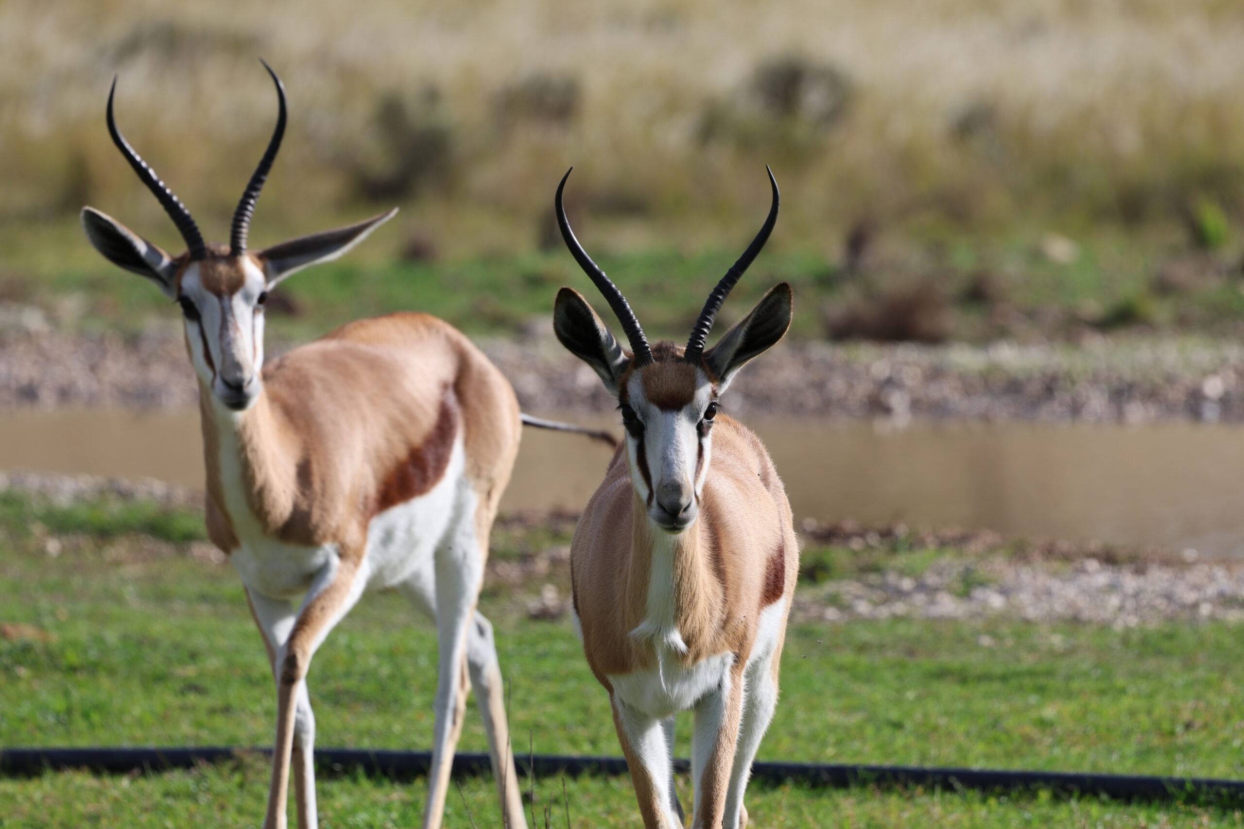 Springbuck 5