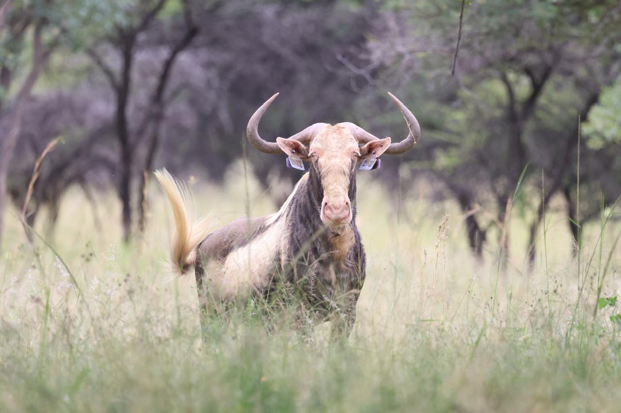 king wildebeest 1