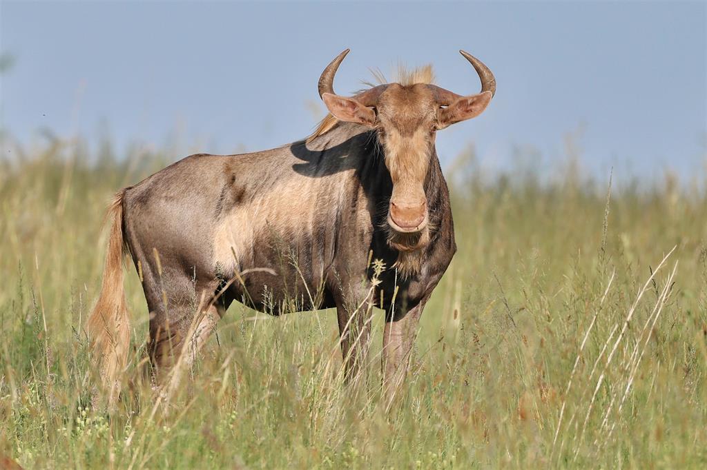 king wildebeest 4