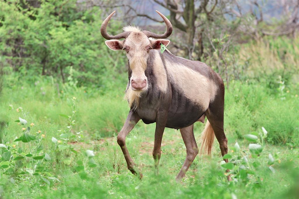king wildebeest 6