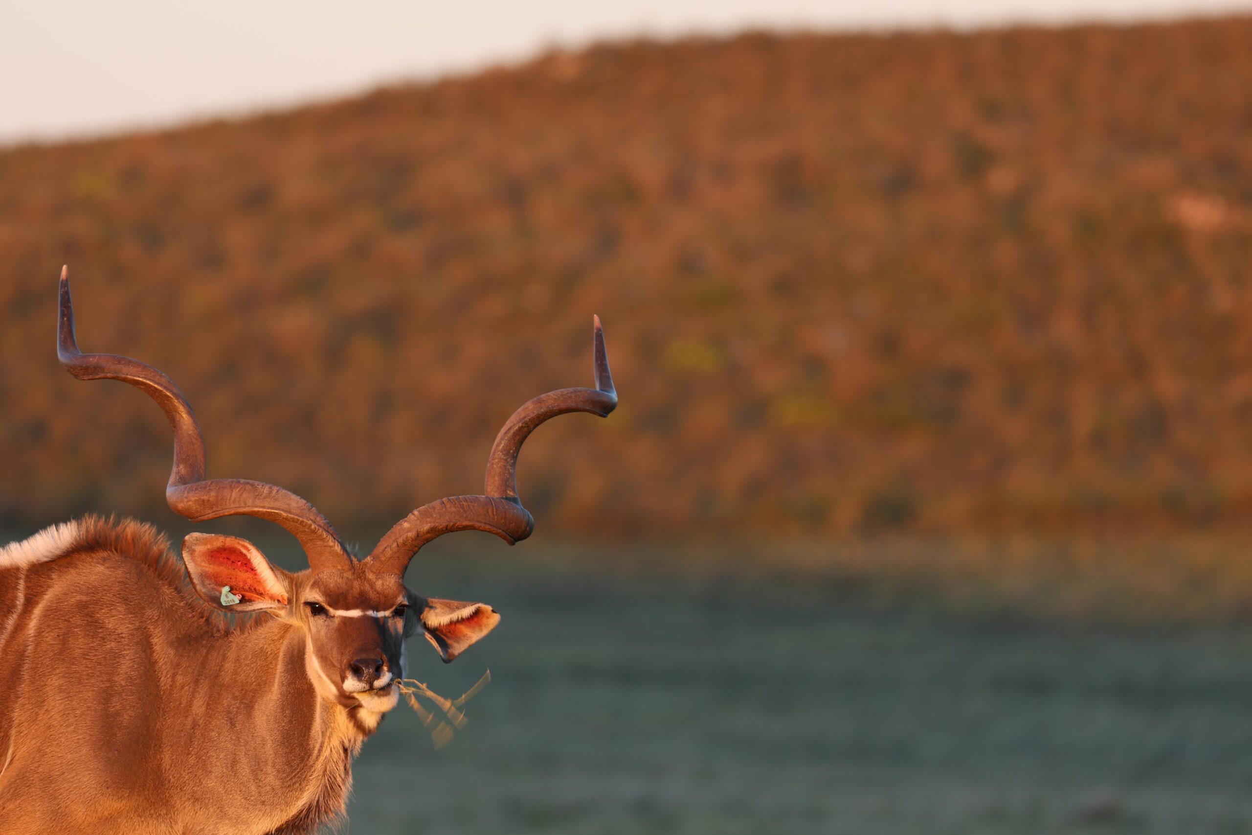kudu 2