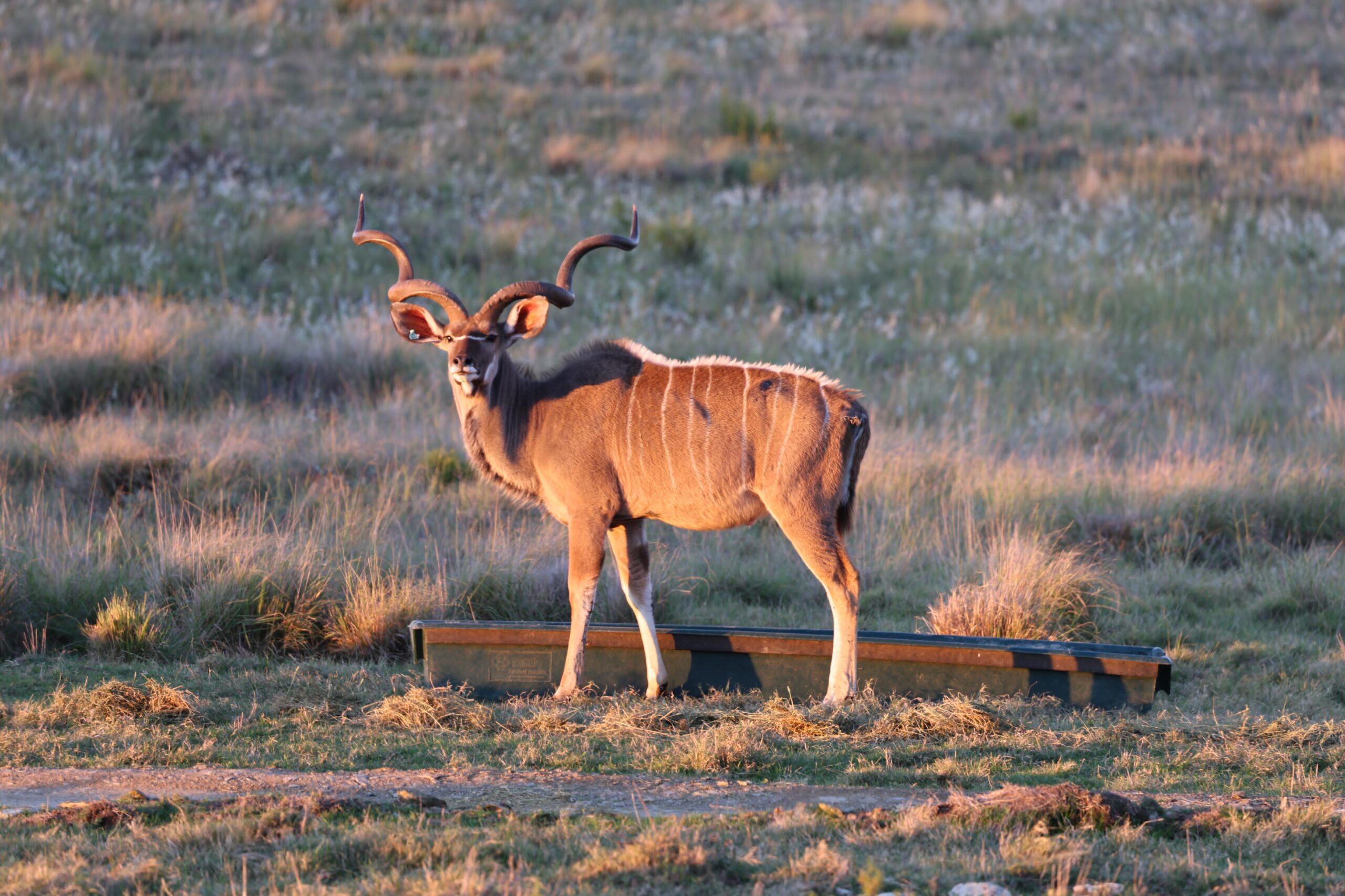 kudu 6